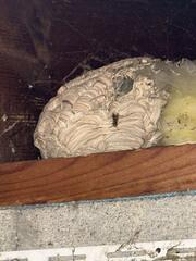 The First Portion of the Treatment