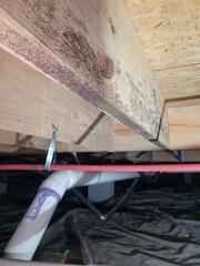 Moldy Crawl Space Wood