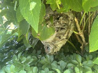 Two Different Treatments