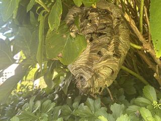 Remove & Dispose the Nest