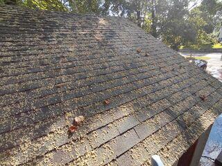 Moss after treatment