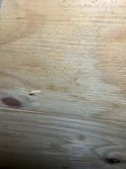 Mold on Floor Joists