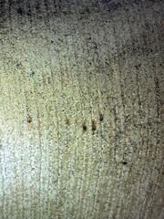 There are a large amount of bed bugs all throughout the couch...