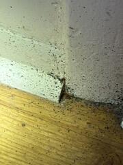 Floors, Walls, & More