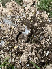 Both of these treatments will rapidly exterminate the yellow jackets.