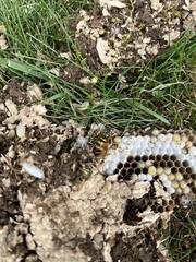 Treatment for Yellow Jackets