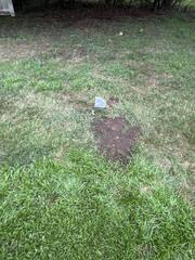 Nesting in the Ground