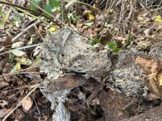 Under the Tree Stump Are Yellow Jackets in Neptune, NJ