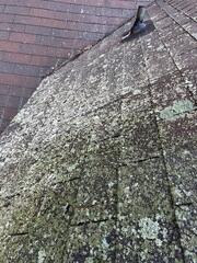 Roof Cleaning in Mamaroneck, NY