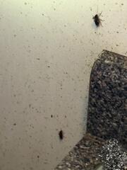 EPA Application for Cockroaches