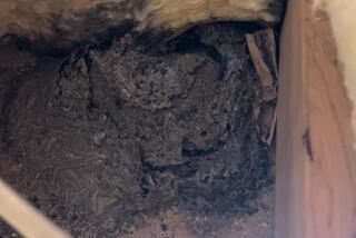 A Large Yellow Jacket Nest