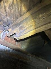 Rotting Floor Joists