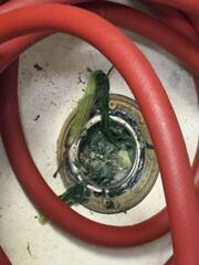 Immediate Elimination