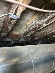 Mold Growth and Wood Rot