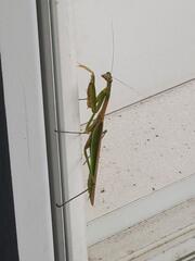 Spotted This Little Fella