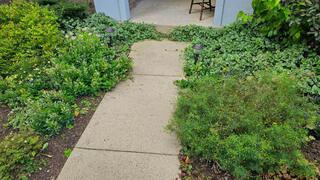 Sidewalk Leveled in Asbury, IA