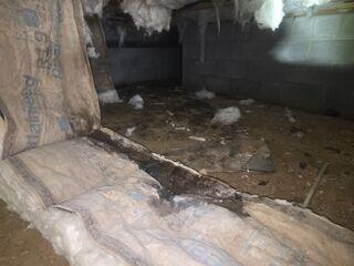 Damp Crawl Space
