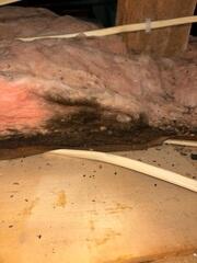 Attic Insulated with TruSoft™ Cellulose and Closed-Cell Spray Foam in Holyoke, MN