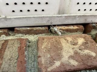Dusting Treatment for Yellow Jackets