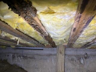 Moldy Crawl Space