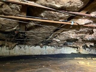 Perfect Home for Pests