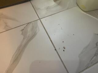 Bed Bugs in the Bathroom