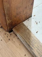 Coming From the Door Frame