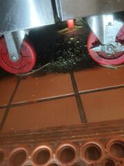 The Bad Sanitation Caused the Infestation