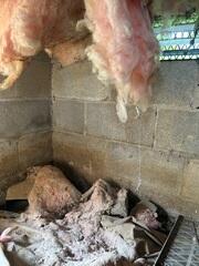 Crawl Space During Inspection