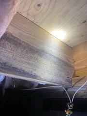 Moldy Floor Joists
