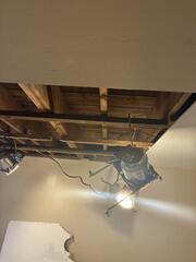 Instantly Kills the Mold