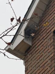 Only One-Way for Squirrels