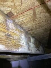 Mold on Floor Joist