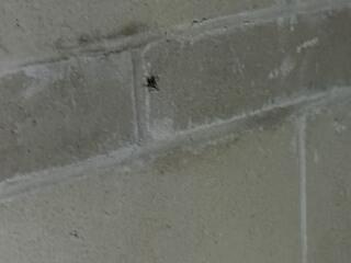 Camel Crickets Discovered in Middlesex, NJ