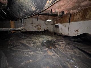 During this annual service, our technician found a puddle of urine, droppings, and a very filthy vapor barrier. Many open vents in this crawl space caused water, pests and rodents and debris to enter.