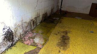 basement mold1
