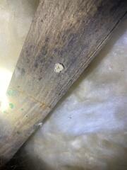 Mold on the Floor Joists