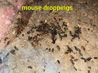 mousedroppings