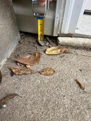 Sinking Concrete Patio in Need of Repair