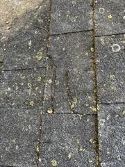 Before: Mossy & Torn