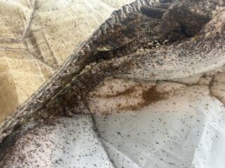 First Two Steps of Treatment