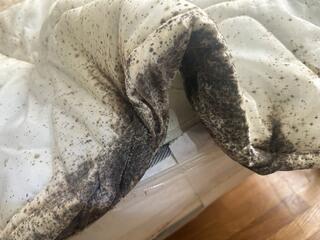 We're Going to Return