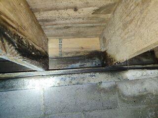 Mold Growth