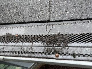 Debris clogged gutters