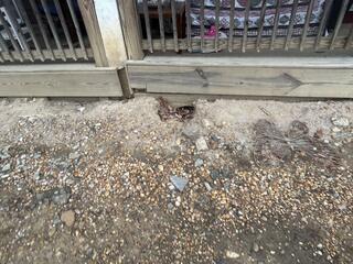 A Bunch of Rat Burrows