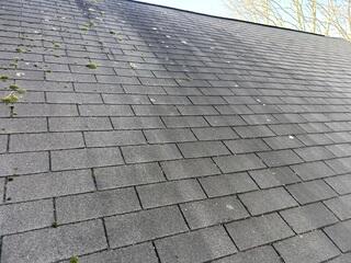 Before: Moss and Algae Growth