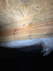 Mold on Floor Joists