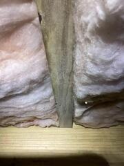 Mold on Floor Joists