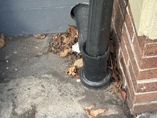 So Many Entry Points for Mice in Freehold, NJ