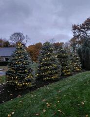 Tree Holiday Lighting in Fairfield, CT
